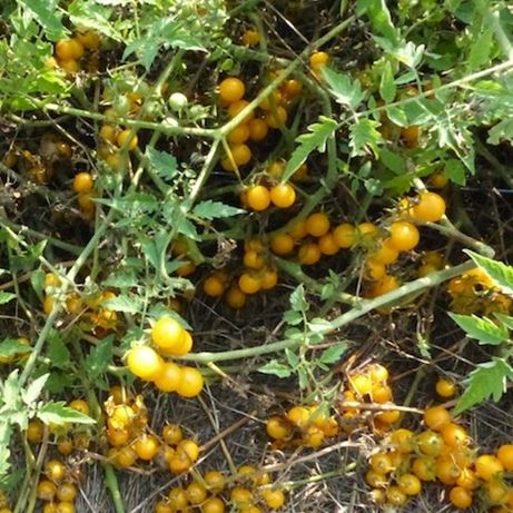 Tomate sauvage orange