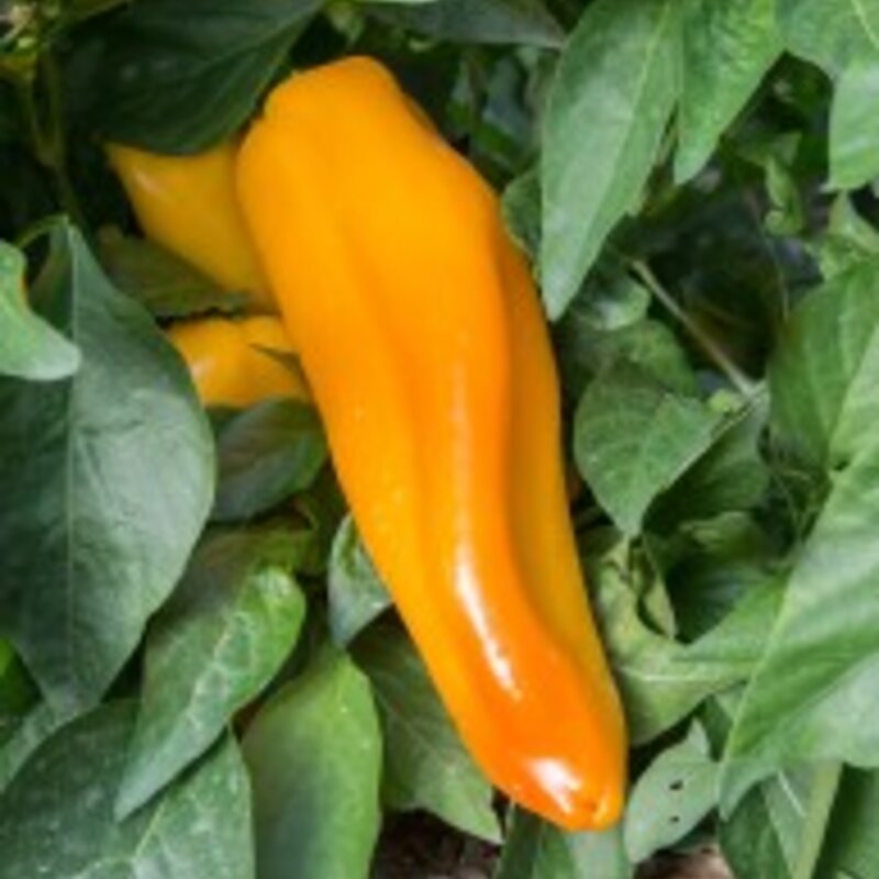 Poivrons Piments Plants Et Semences BIO Finist re Poivrons Piments Plants Et Semences BIO Finist re
