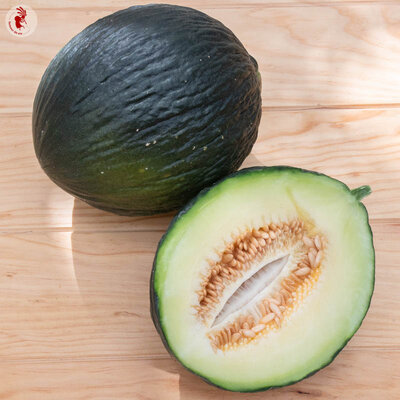 Melon Vert Olive d'Hiver
